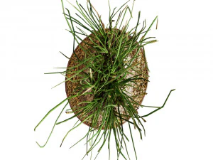 Plant Calibanus hookeri pot 3D Model
