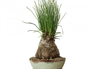 Plant Calibanus hookeri pot Modello 3D