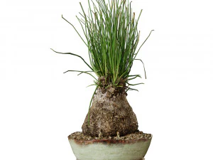 Plant Calibanus hookeri pot 3D Model