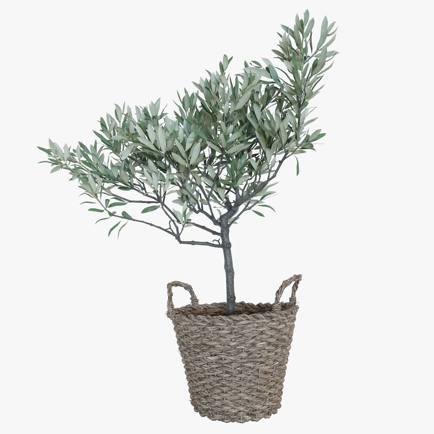 Olive tree in a basket 3D Model .c4d .max .obj .3ds .fbx .stl .blend 