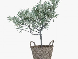 Oliveira em uma cesta Modelo 3D