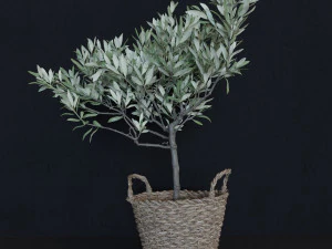 Olive tree in a basket 3D Model