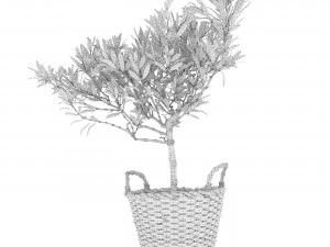 Olive tree in a basket 3D Model