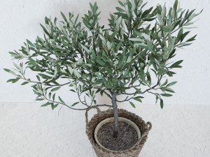 Olive tree in a basket Modello 3D