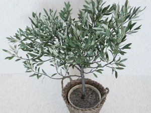 Olive tree in a basket 3D Model