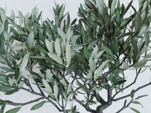 Olive tree in a basket Modello 3D