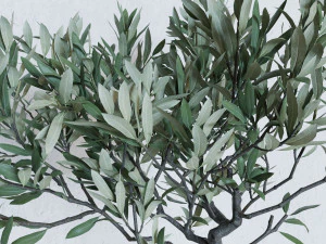 Olive tree in a basket 3D Model