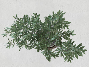 Olive tree in a basket Modello 3D