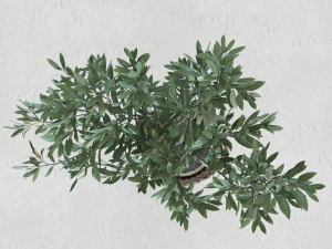Olive tree in a basket 3D Model