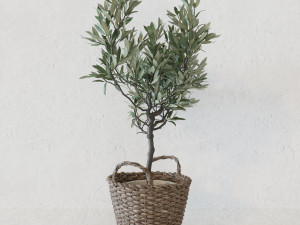 Olive tree in a basket Modello 3D
