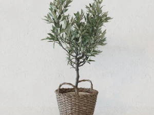 Olive tree in a basket 3D Model
