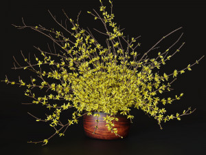 Bouquet of yellow flowers Forsythia 3D Model