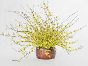 Bouquet of yellow flowers Forsythia Modèle 3D