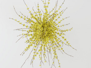 Bouquet of yellow flowers Forsythia Modèle 3D