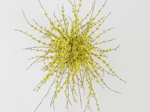 Bouquet of yellow flowers Forsythia 3D Model