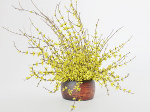 Bouquet of yellow flowers Forsythia Modèle 3D