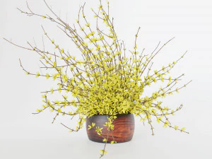 Bouquet of yellow flowers Forsythia 3D Model