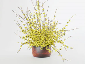 Bouquet of yellow flowers Forsythia 3D Model
