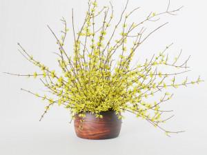 Bouquet of yellow flowers Forsythia Modèle 3D