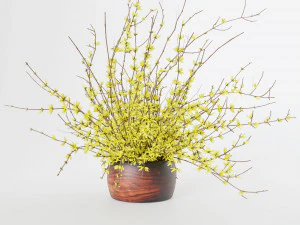 Bouquet of yellow flowers Forsythia 3D Model