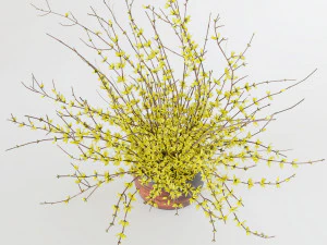Bouquet of yellow flowers Forsythia 3D Model