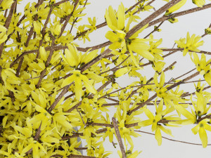 Bouquet of yellow flowers Forsythia Modèle 3D