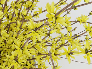 Bouquet of yellow flowers Forsythia 3D Model