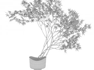 Decorative branch japanese maple 3D Model