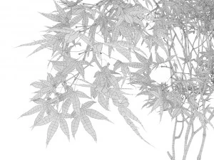Decorative branch japanese maple 3D Model
