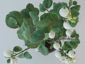 Snowberry branch in vase Modello 3D