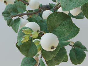 Snowberry branch in vase Modello 3D