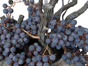 Decor dry grape in ceramic vase Model 3D