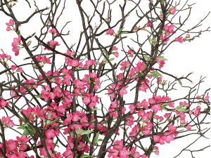 Branches cherry flowers Model 3D