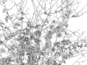 Branches cherry flowers Model 3D