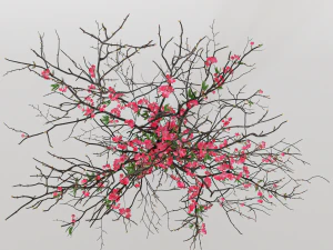 Branches cherry flowers 3D Model