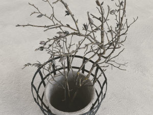 Decor branch dry magnolia 3D मॉडल