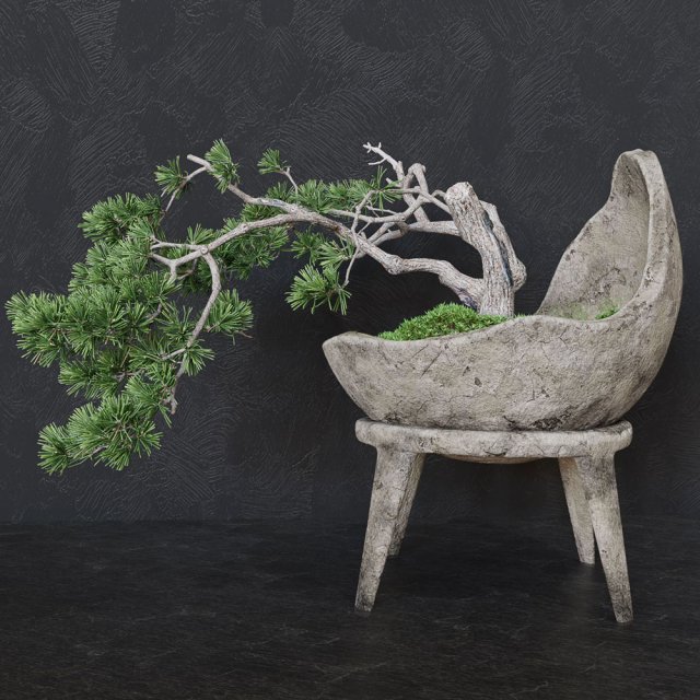 Decorative pine tree bonsai Modello 3D .c4d .max .obj .3ds .fbx .stl .blend 
