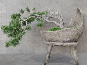 Decorative pine tree bonsai Modello 3D