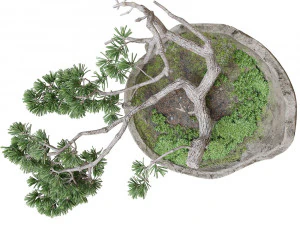 装飾的な松の盆栽 3Dモデル