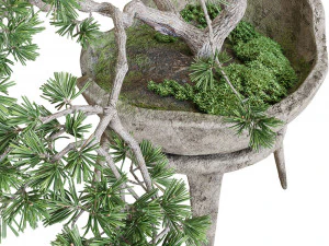 装飾的な松の盆栽 3Dモデル