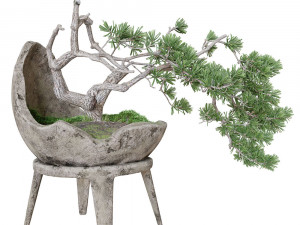 Decorative pine tree bonsai Modello 3D