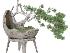 装飾的な松の盆栽 3Dモデル