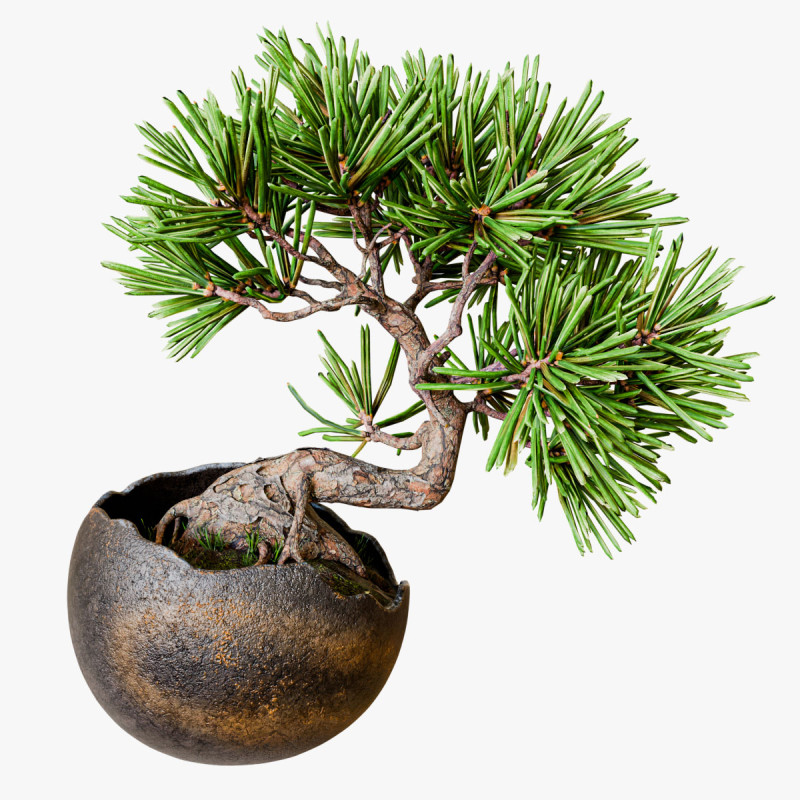 Decorative small pine tree bonsai 3D 모델 .c4d .max .obj .3ds .fbx .stl .blend 