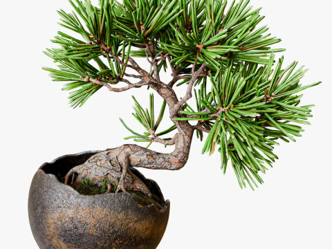 Bonsai decorativo de pequeno pinheiro Modelo 3D