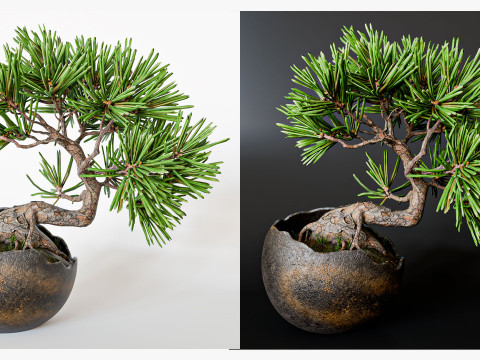 Decorative small pine tree bonsai 3D 모델