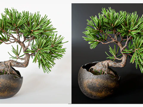 Decorative small pine tree bonsai 3D Model