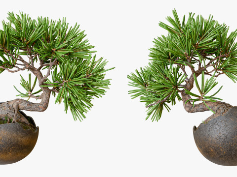 Decorative small pine tree bonsai 3D 모델