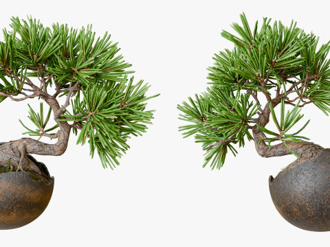 Decorative small pine tree bonsai 3D Model