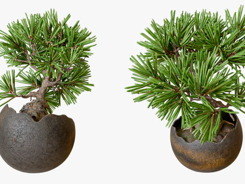 Decorative small pine tree bonsai 3D Model