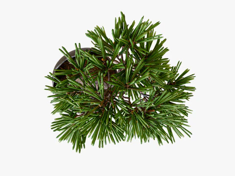 Decorative small pine tree bonsai 3D Model